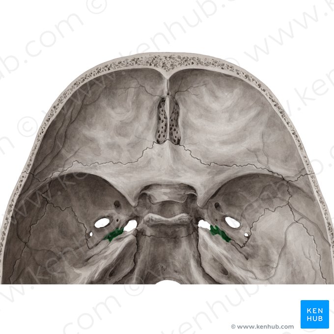 Canal carotídeo (Canalis caroticus); Imagem: Yousun Koh