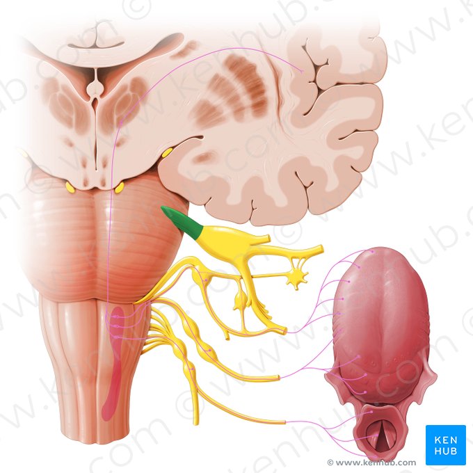 Nervio trigémino (Nervus trigeminus); Imagen: Paul Kim