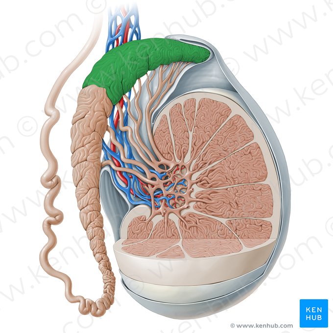 Cabeza del epidídimo (Caput epididymidis); Imagen: Paul Kim