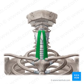 Neck muscles anatomy: List, origins, insertions, action | Kenhub