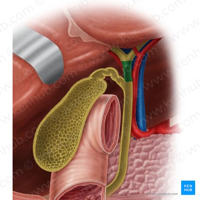 Ductus hepaticus communis (Gemeinsamer Lebergang); Bild: Samantha Zimmerman