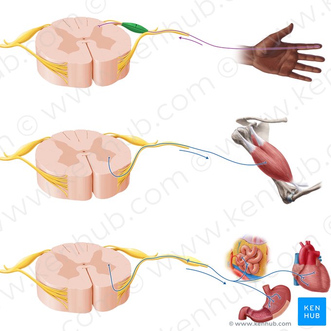 Spinal ganglion (Ganglion spinale); Image: Paul Kim