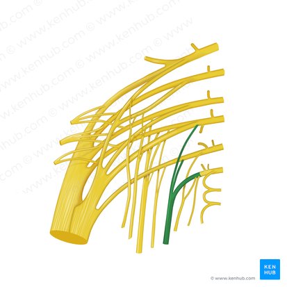 Pudendal nerve (Nervus pudendus); Image: Begoña Rodriguez