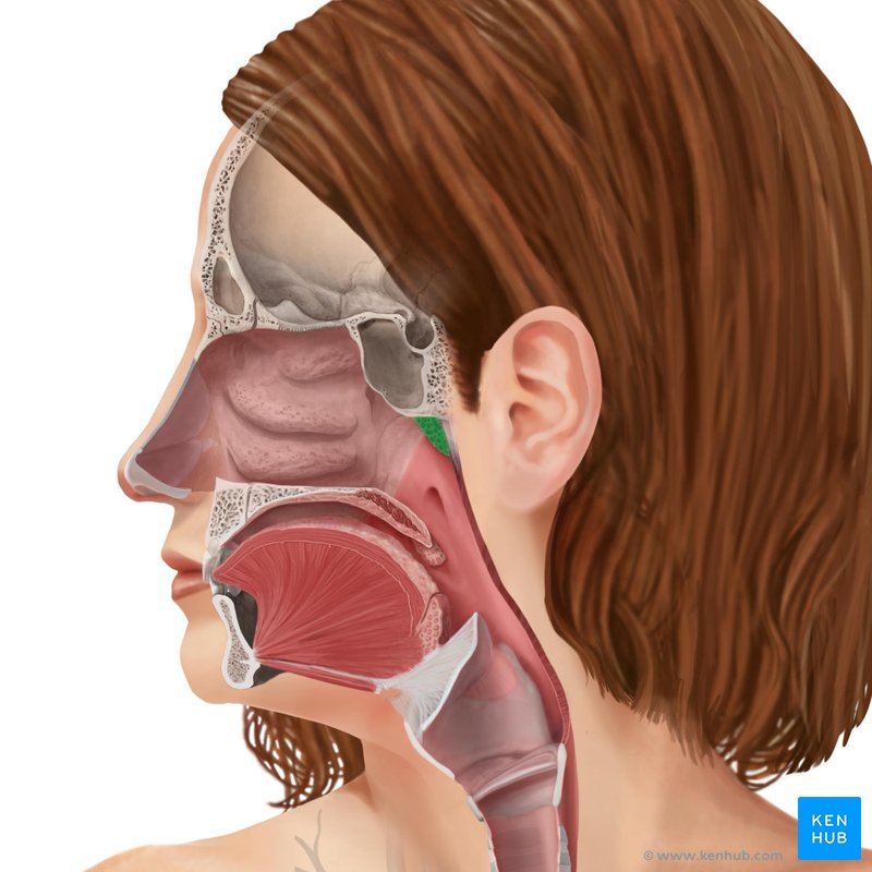 Adenoids: Anatomy, location and function | Kenhub