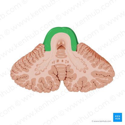 Pie peduncular (Crus cerebri); Imagen: Paul Kim