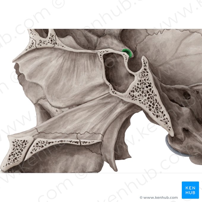 Conducto óptico del hueso esfenoides (Canalis opticus); Imagen: Yousun Koh