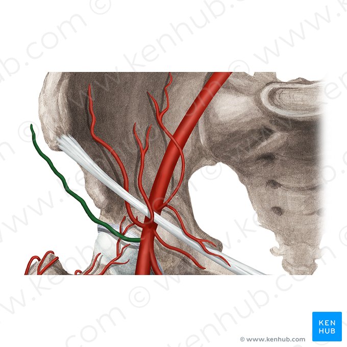 Superficial circumflex iliac artery (Arteria circumflexa iliaca superficialis); Image: Rebecca Betts