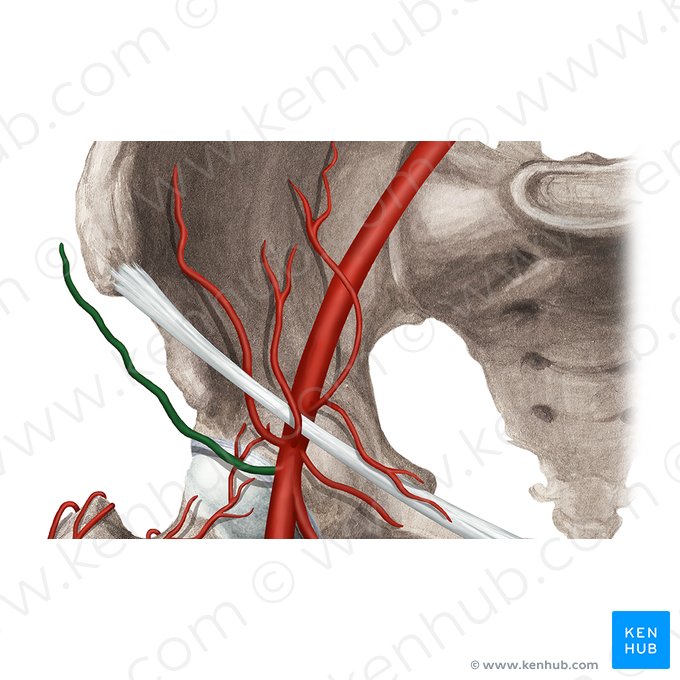 Arteria circunfleja ilíaca superficial (Arteria circumflexa iliaca superficialis); Imagen: Rebecca Betts
