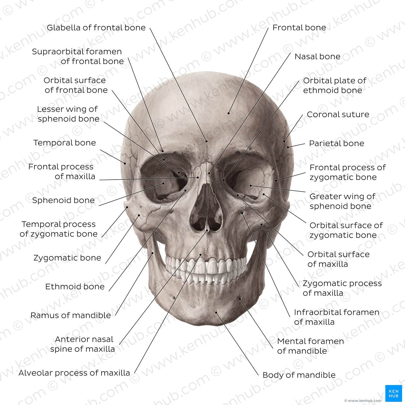 Skull: Anatomy, structure, bones, quizzes | Kenhub