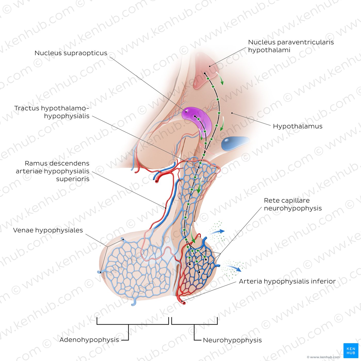 Neurohypophyse