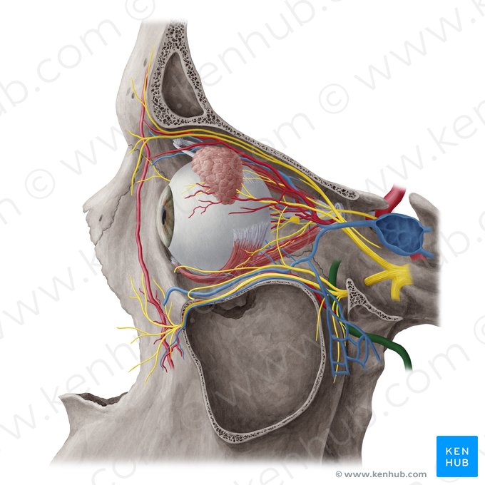 Artéria maxilar (Arteria maxillaris); Imagem: Yousun Koh