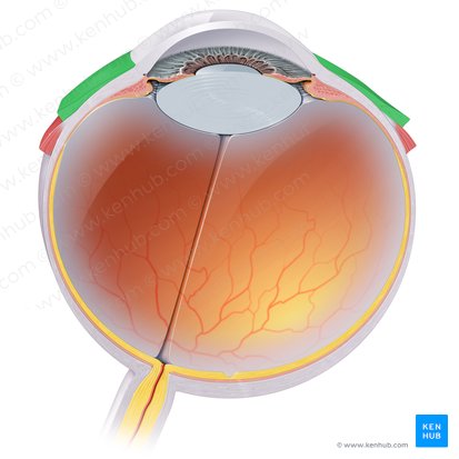 Conjuntiva bulbar (Tunica conjunctiva bulbi oculi); Imagem: Paul Kim