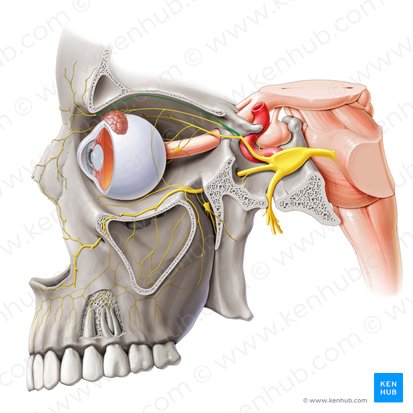 Frontal nerve (Nervus frontalis); Image: Paul Kim