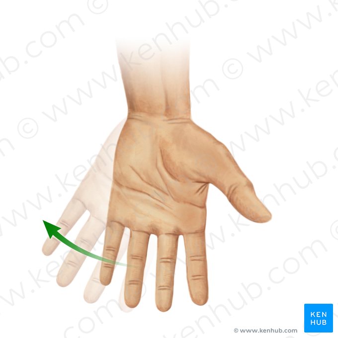 Flexão ulnar da mão (Flexio ulnaris manus); Imagem: Paul Kim