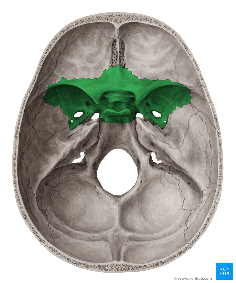 Osso esfenóide (verde) – vista superior
