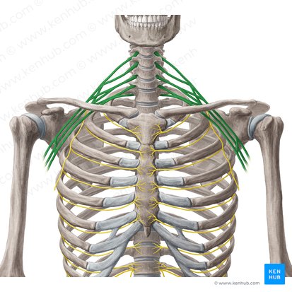 Plexus brachialis (Armgeflecht); Bild: Yousun Koh