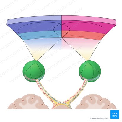 Globo ocular (Bulbus oculi); Imagen: Paul Kim
