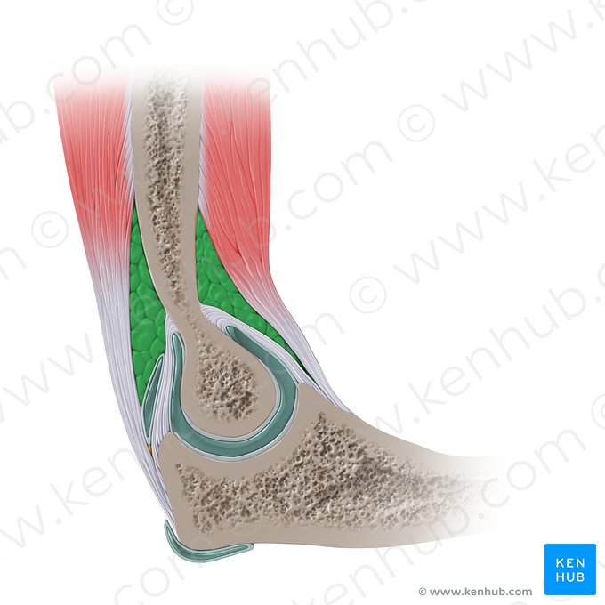 Fat pad of elbow joint (Corpus adiposum articulationis cubiti); Image: Paul Kim