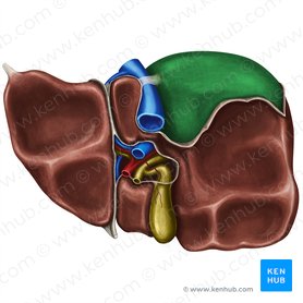 Área nua do fígado (Area nuda hepatis); Imagem: Irina Münstermann
