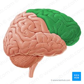 Frontal lobe (Lobus frontalis); Image: Paul Kim