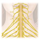 What is a nerve plexus?