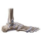 Articulações e ligamentos do pé