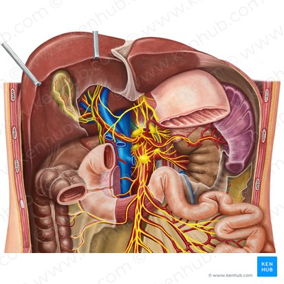 Right greater thoracic splanchnic nerve (Nervus splanchnicus thoracicus major dexter); Image: Irina Münstermann