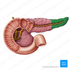 Tail of pancreas (Cauda pancreatis); Image: Irina Münstermann