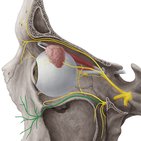 Innervation und Blutversorgung der Zähne