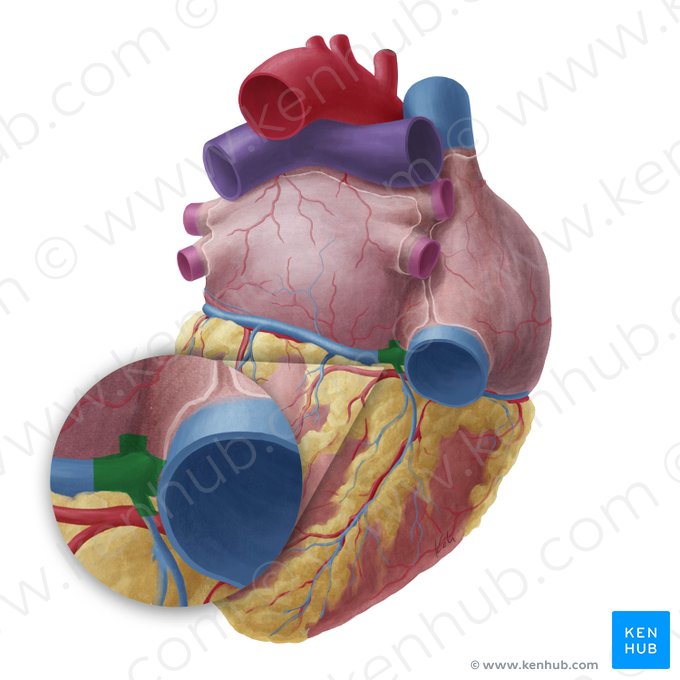 Crux of heart (Crux cordis); Image: Yousun Koh
