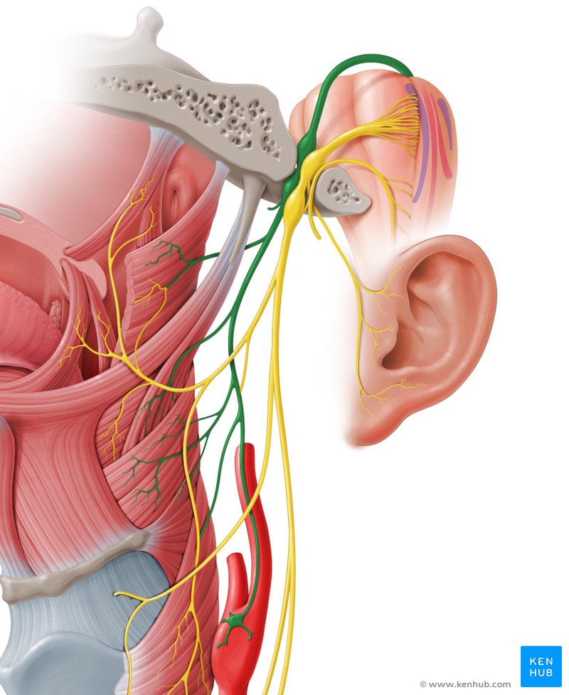 Nervo glossofaríngeo - vista lateral esquerda