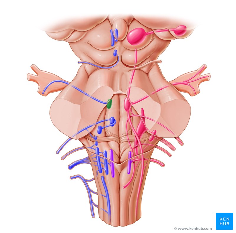 Trigeminal motor nucleus - dorsal view