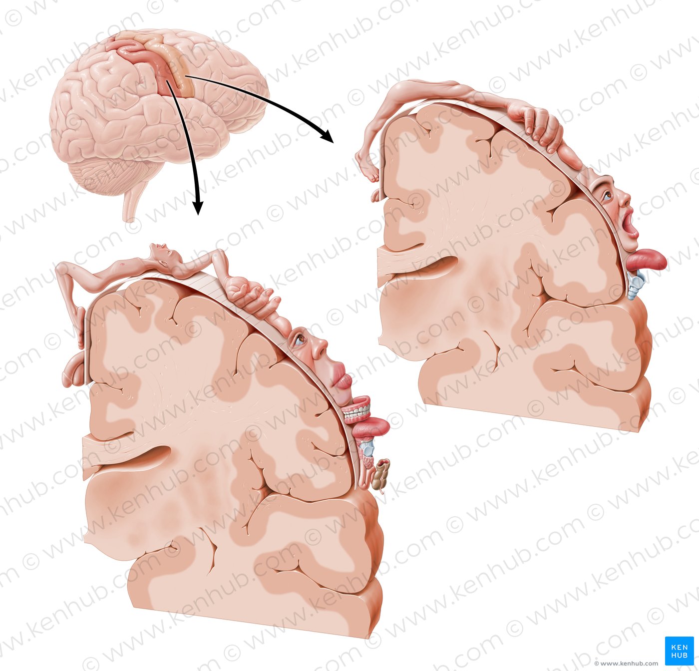 Motorische und sensorische Cortices des Homunculus