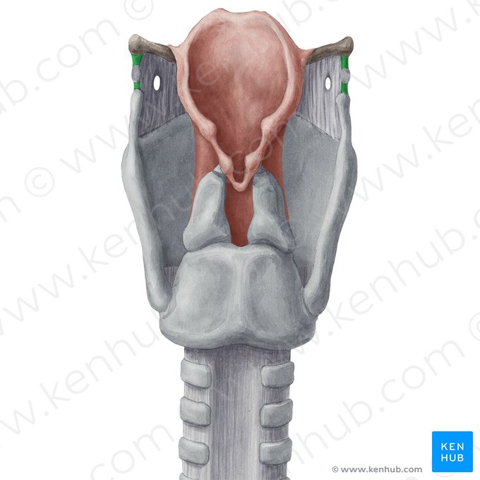 Ligamento tireo-hióideo lateral (Ligamentum thyrohyoideum laterale); Imagem: Yousun Koh