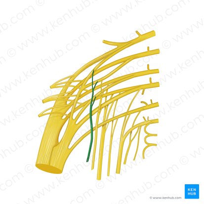 Nervus musculi quadrati femoris (Nerv zum viereckigen Oberschenkelmuskel); Bild: Begoña Rodriguez