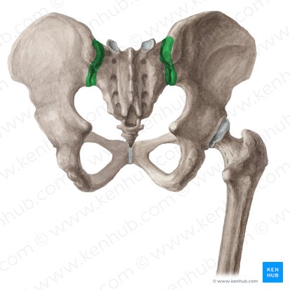 Articulation sacro-iliaque (Articulatio sacroiliaca); Image : Liene Znotina