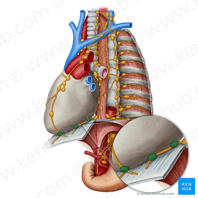 Nodi lymphoidei pericardiaci laterales (Seitliche perikardiale Lymphknoten); Bild: Irina Münstermann