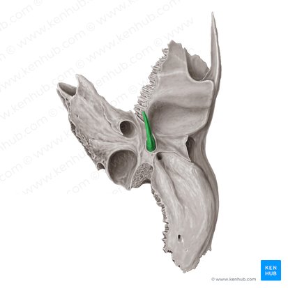 Processus styloideus ossis temporalis (Griffelfortsatz des Schläfenbeins); Bild: Samantha Zimmerman