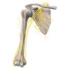 Nerve roots of the long thoracic nerve