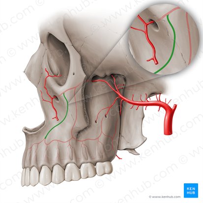 Artéria alveolar superior anterior (Arteria alveolaris superior anterior); Imagem: Paul Kim