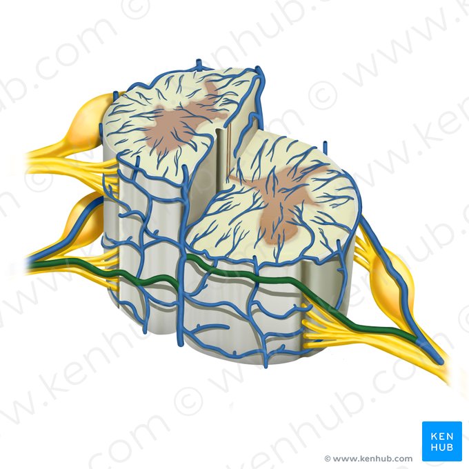 Veia radicular anterior (Vena radicularis anterior); Imagem: Rebecca Betts