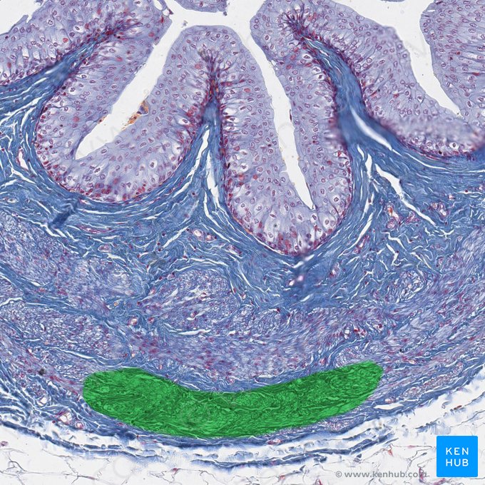 Capa longitudinal externa de la capa muscular del uréter (Stratum externum longitudinale tunicae muscularis ureteris); Imagen: 