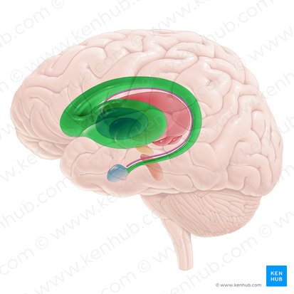 Corpus striatum (Streifenkörper); Bild: Paul Kim