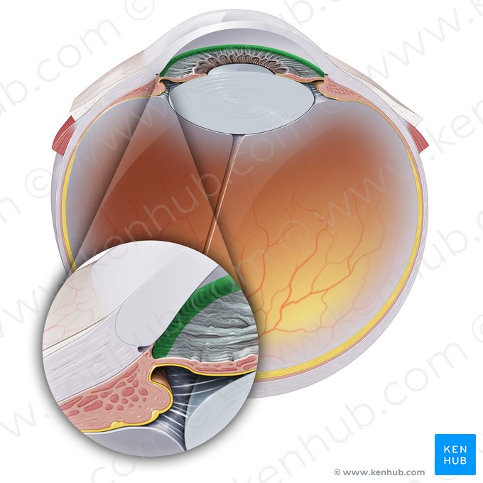 Ángulo iridocorneal (Angulus iridocornealis); Imagen: Paul Kim