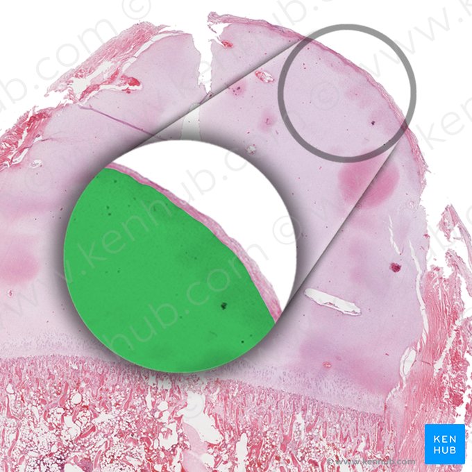 Hyaline cartilage (Cartilago hyalina); Image: 