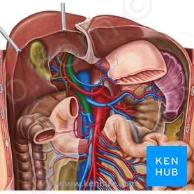 Hepatic portal vein: Anatomy, function, clinical points | Kenhub