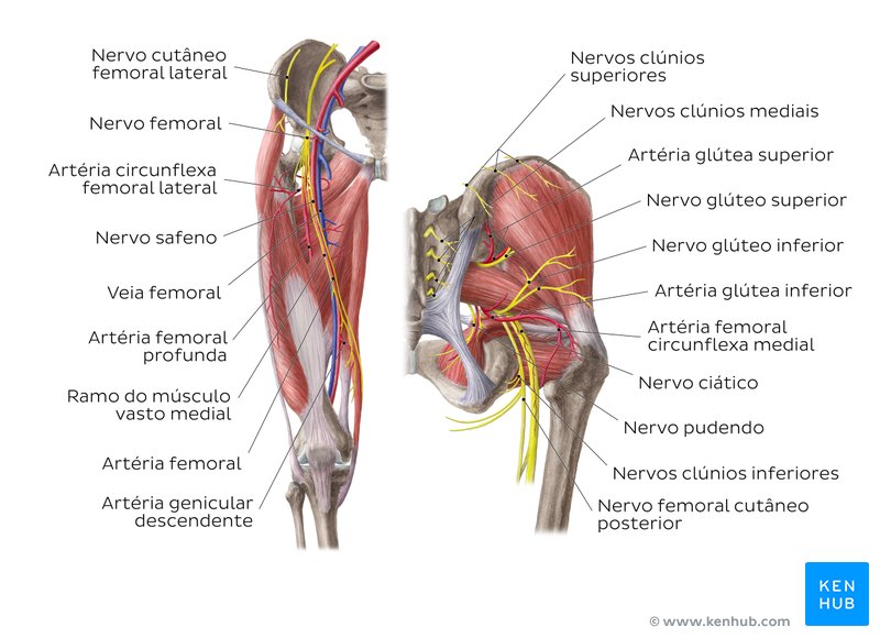 Artérias e nervos do quadril (anca) e coxa - vistas anterior e posterior