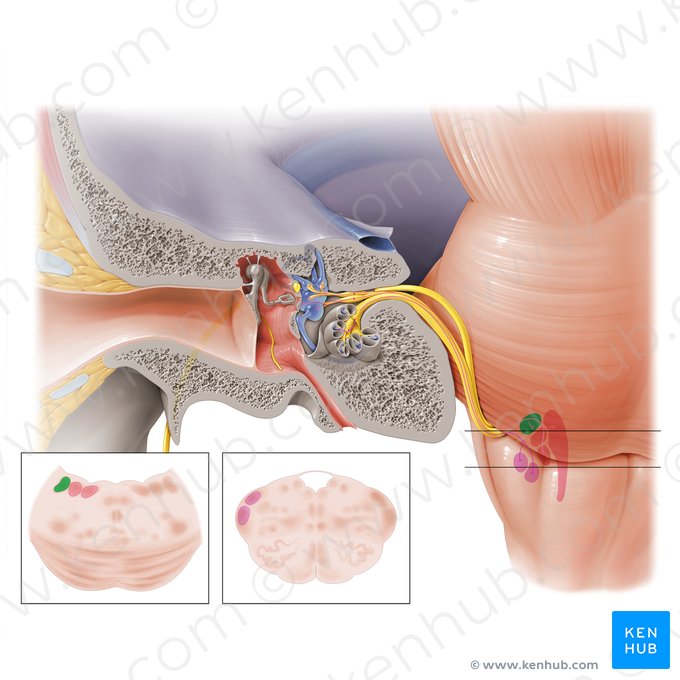 Núcleo vestibular superior (Nucleus vestibularis superior); Imagen: Paul Kim