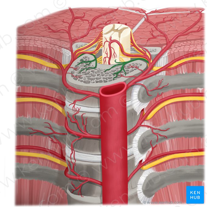 Postcentral artery (Arteria postcentralis); Image: Rebecca Betts