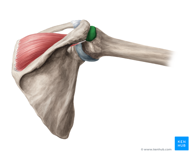 M Supra et infraspinatus